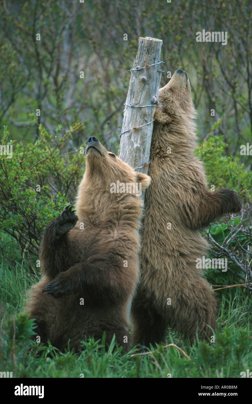 Brown Bears Scratching Backs on Tree Stump McNeil AK Stock Photo