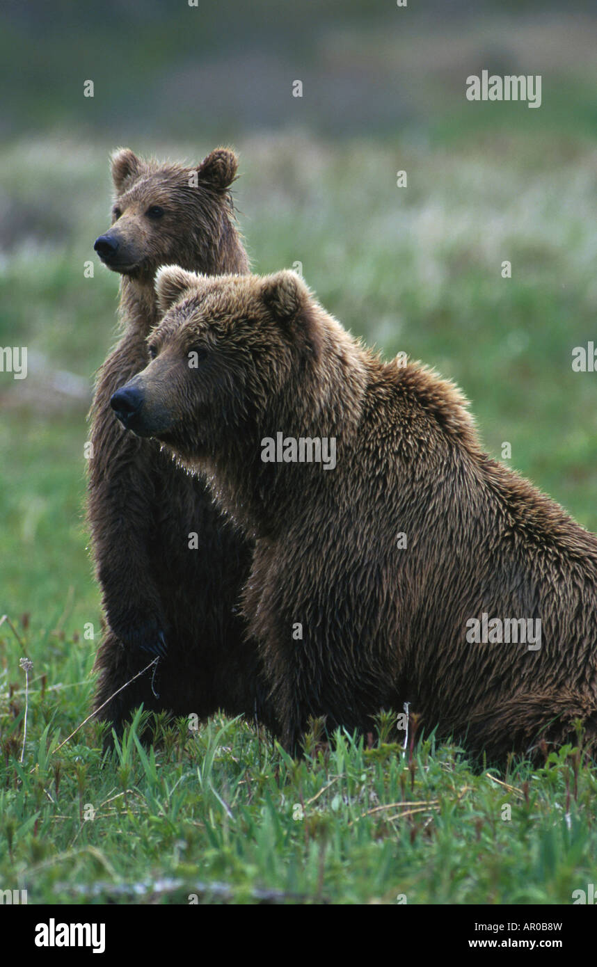 Grizzly Mother & Cub McNeil River Game Sanctuary AK Stock Photo