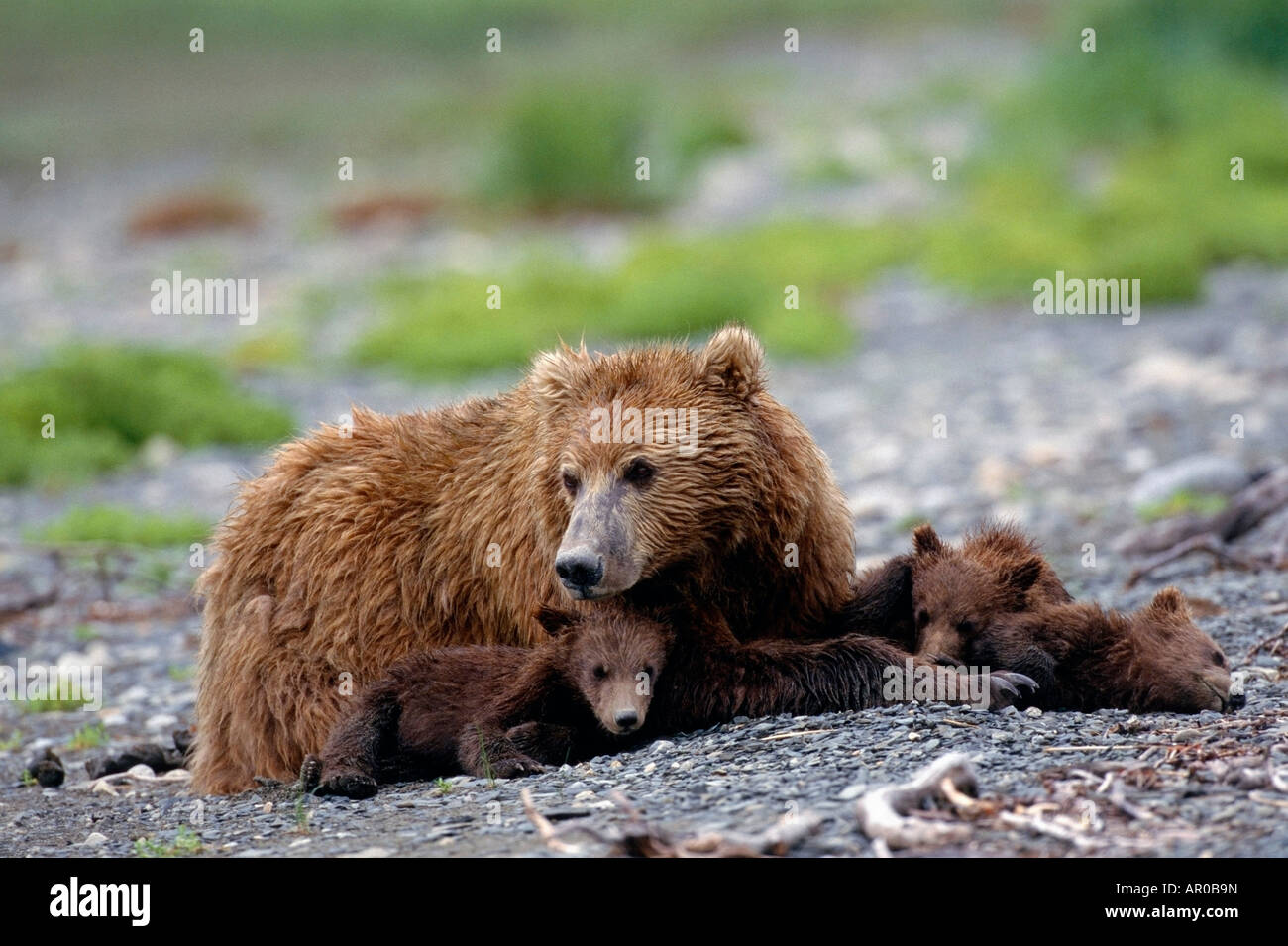 Brown Bear Sow & Cubs Resting McNeil River Alaska Summer Stock Photo ...