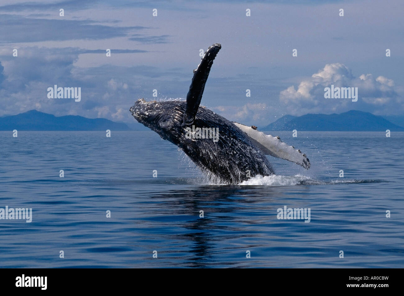 Humpback Whale Breaching Southeast Alaska Stock Photo - Alamy