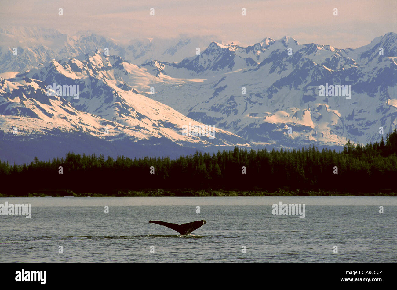 Humpback Whales Tail Prince William Sound SC Alaska/nDigitally Enhanced Stock Photo