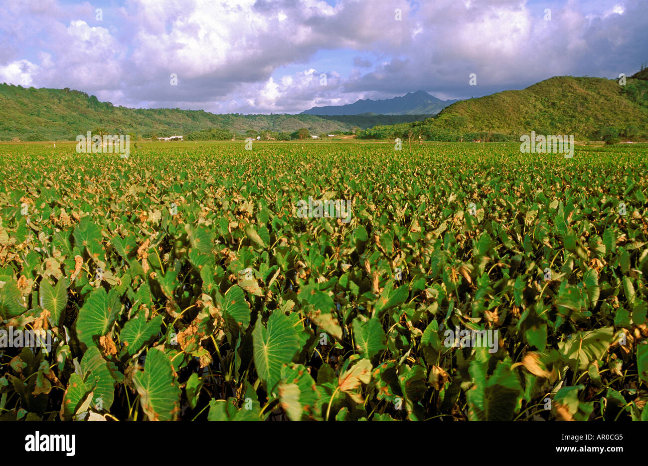 Taro Fields near Hanalei Valley in Kauaii Hawaii USA Stock Photo