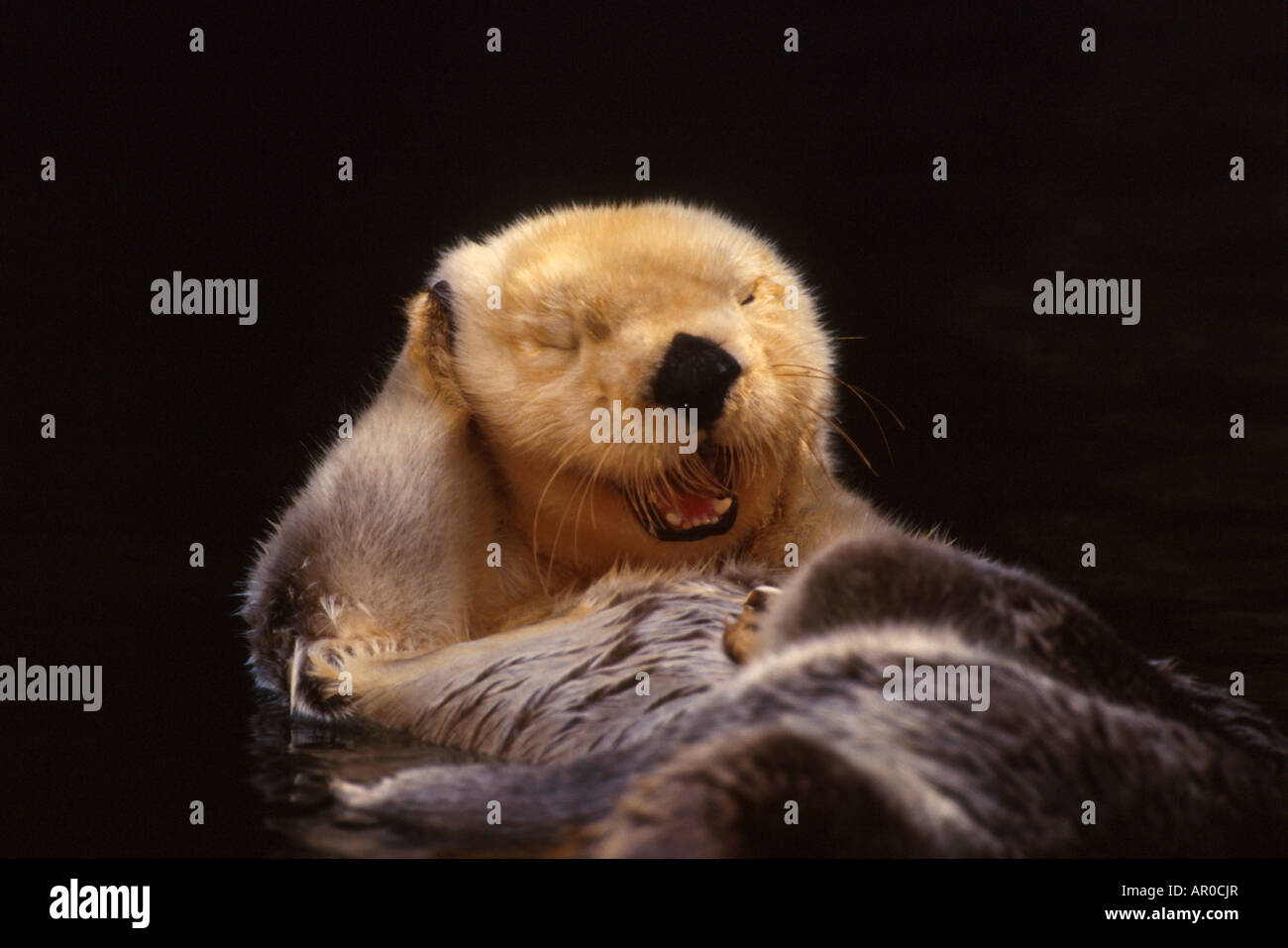 Sea Otter cleaning & eating Tacoma Zoo Washington summer portrait Stock