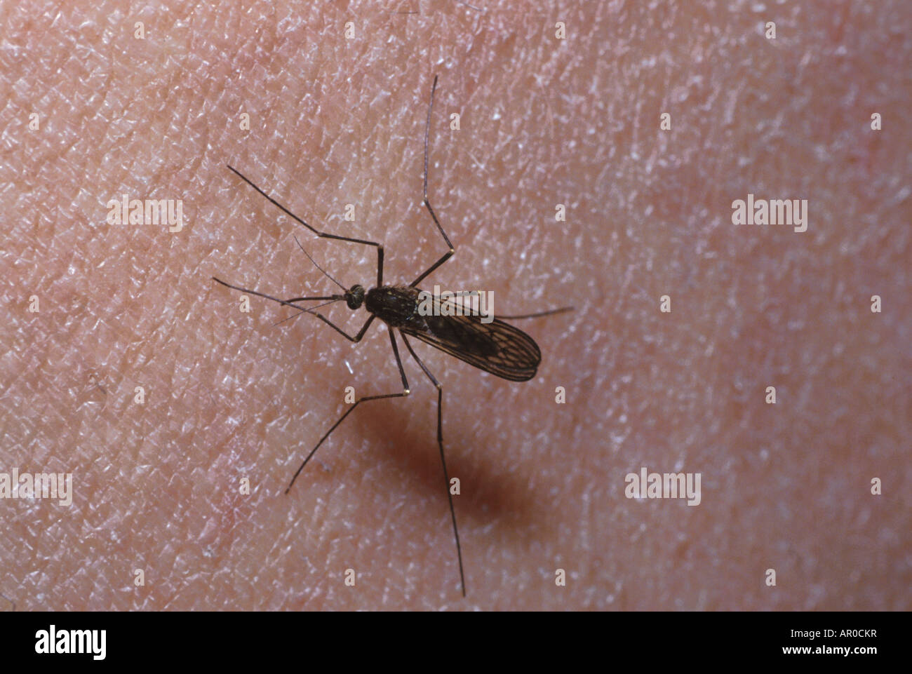 Alaskan Mosquito on Human Skin Alaska close-up Stock Photo