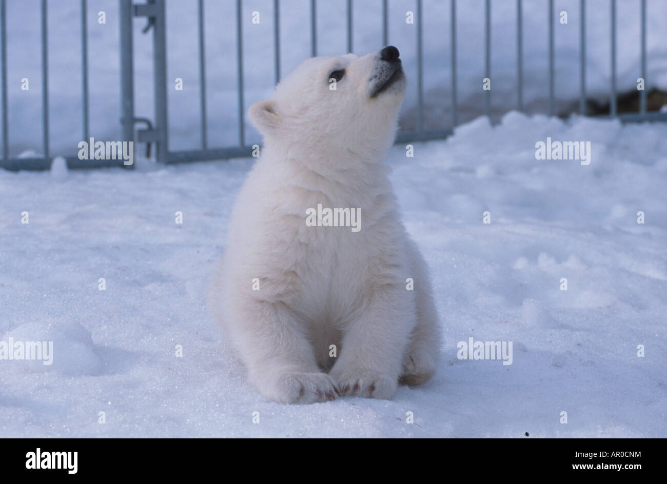 Female Polar Bear Cub At Alaska Zoo Anchorage SC AK/nCaptive Stock