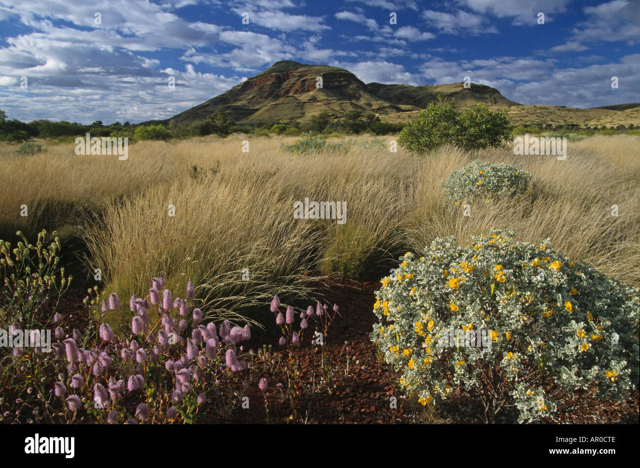 Wildflowers after the rein, Hamersley Ranges, Pilbara, Western Australia, Australia Stock Photo