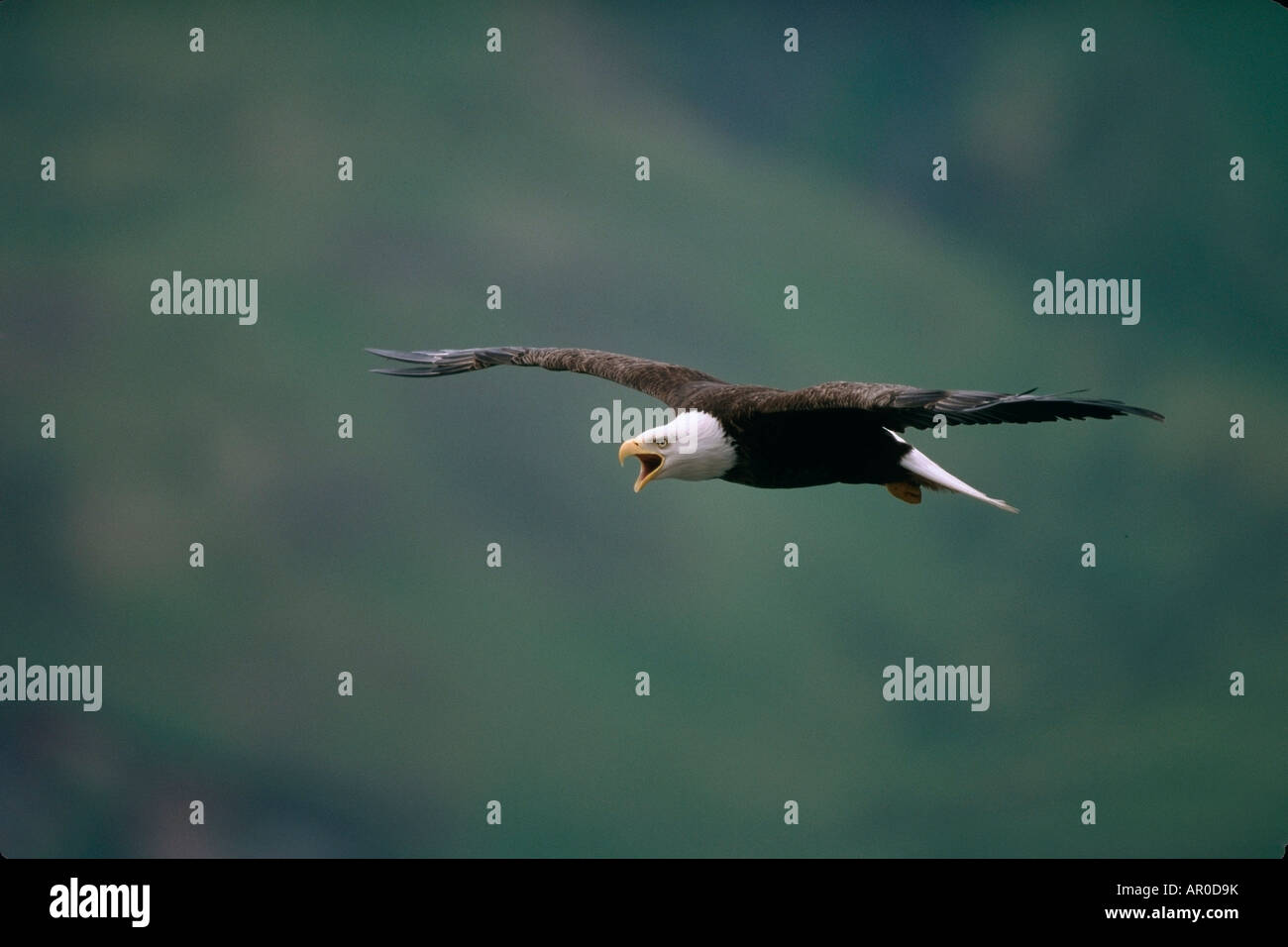 Bald Eagle in Flight Unalaska Island SW AK Summer Scenic Stock Photo