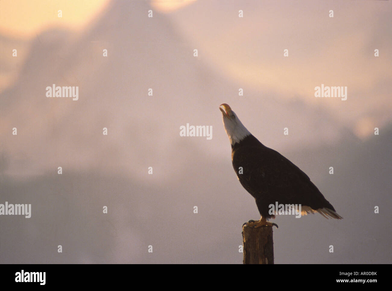 Bald Eagle screeching from perch Homer Kenai Mtns SC AK sunset summer scenic Stock Photo