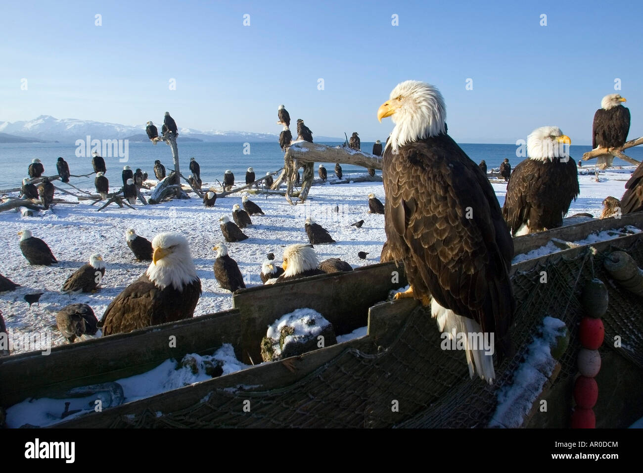 Annual gathering of Bald Eagles on Homer Spit w/closeup Kachemak Bay