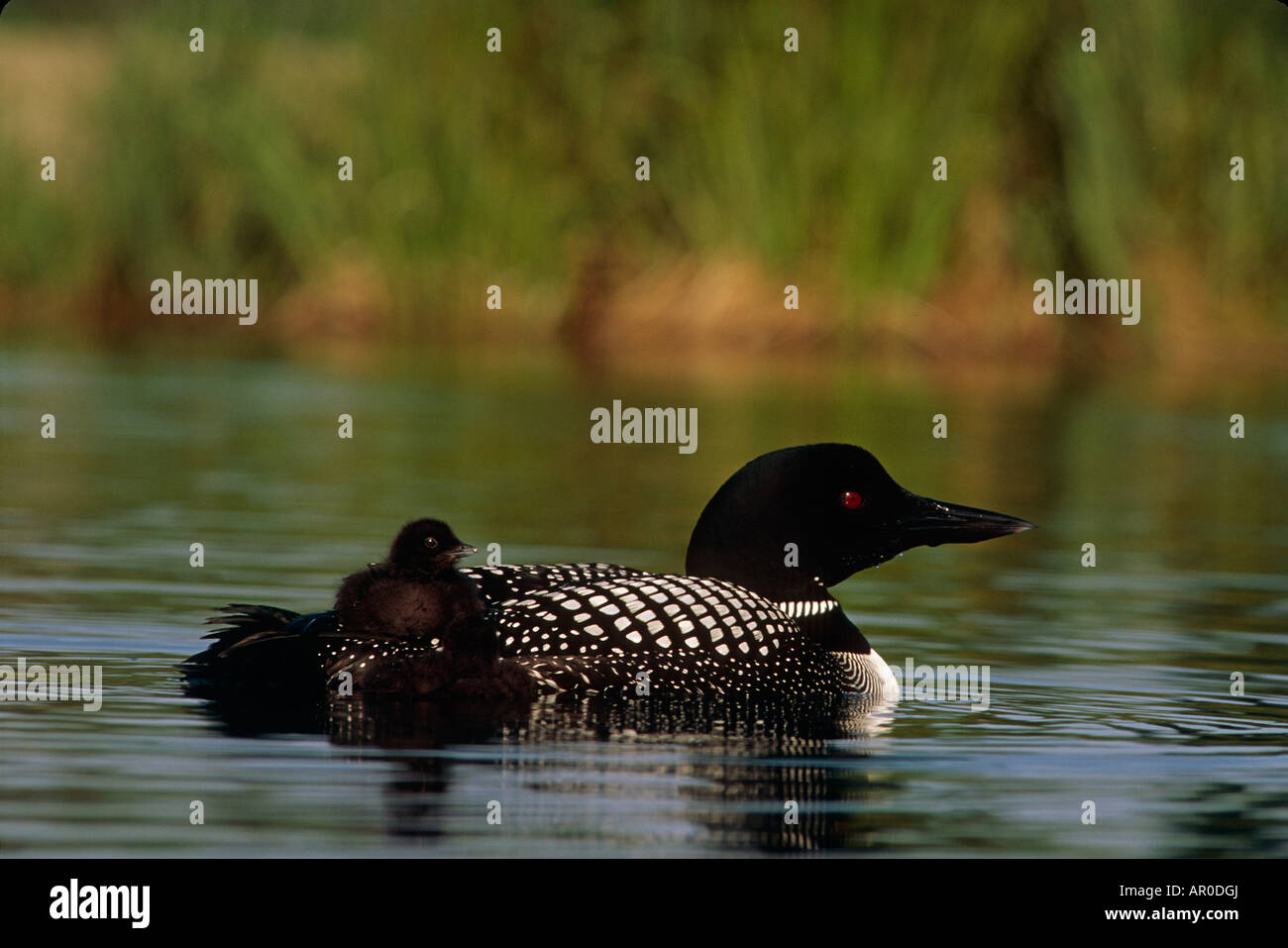 Common Loon Mother Chicks Lake Swimming Portrait AK Southcentral Summer ...