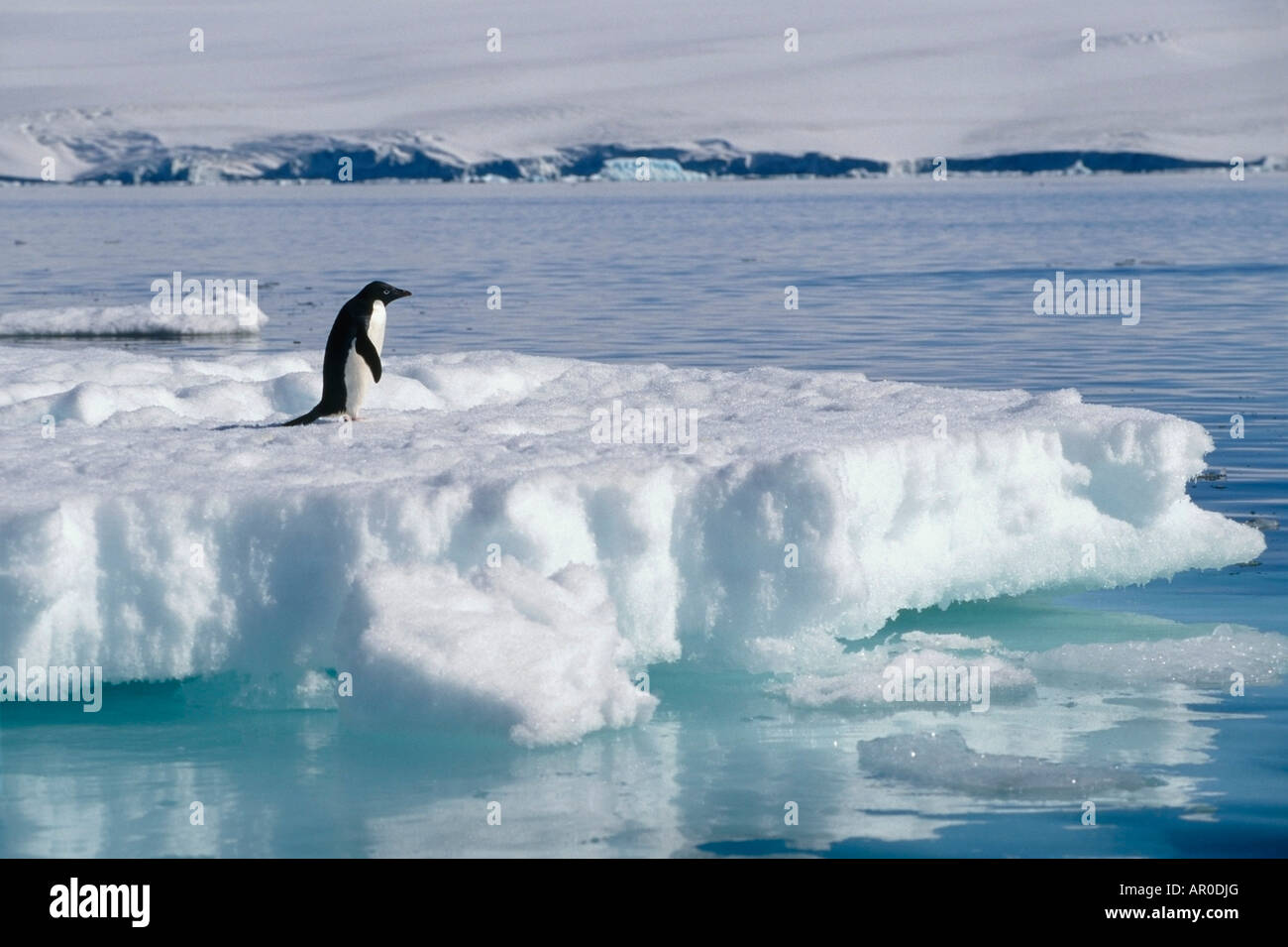 Adelie Penguin on Iceberg Antarctica Stock Photo