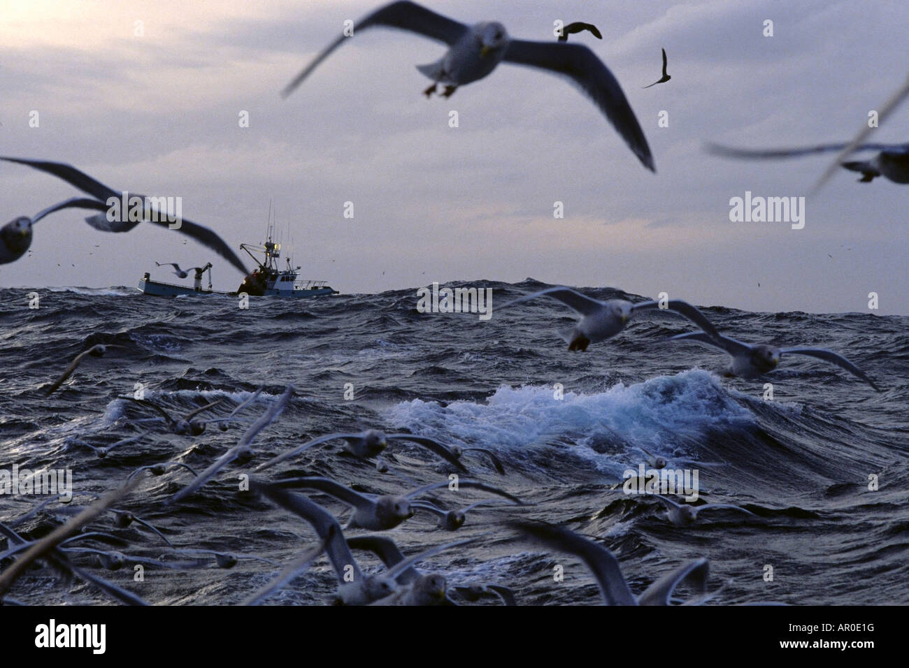 Crab Boat & Seagulls Gulf of /nAlaska Kodiak Southwest AK summer scenic