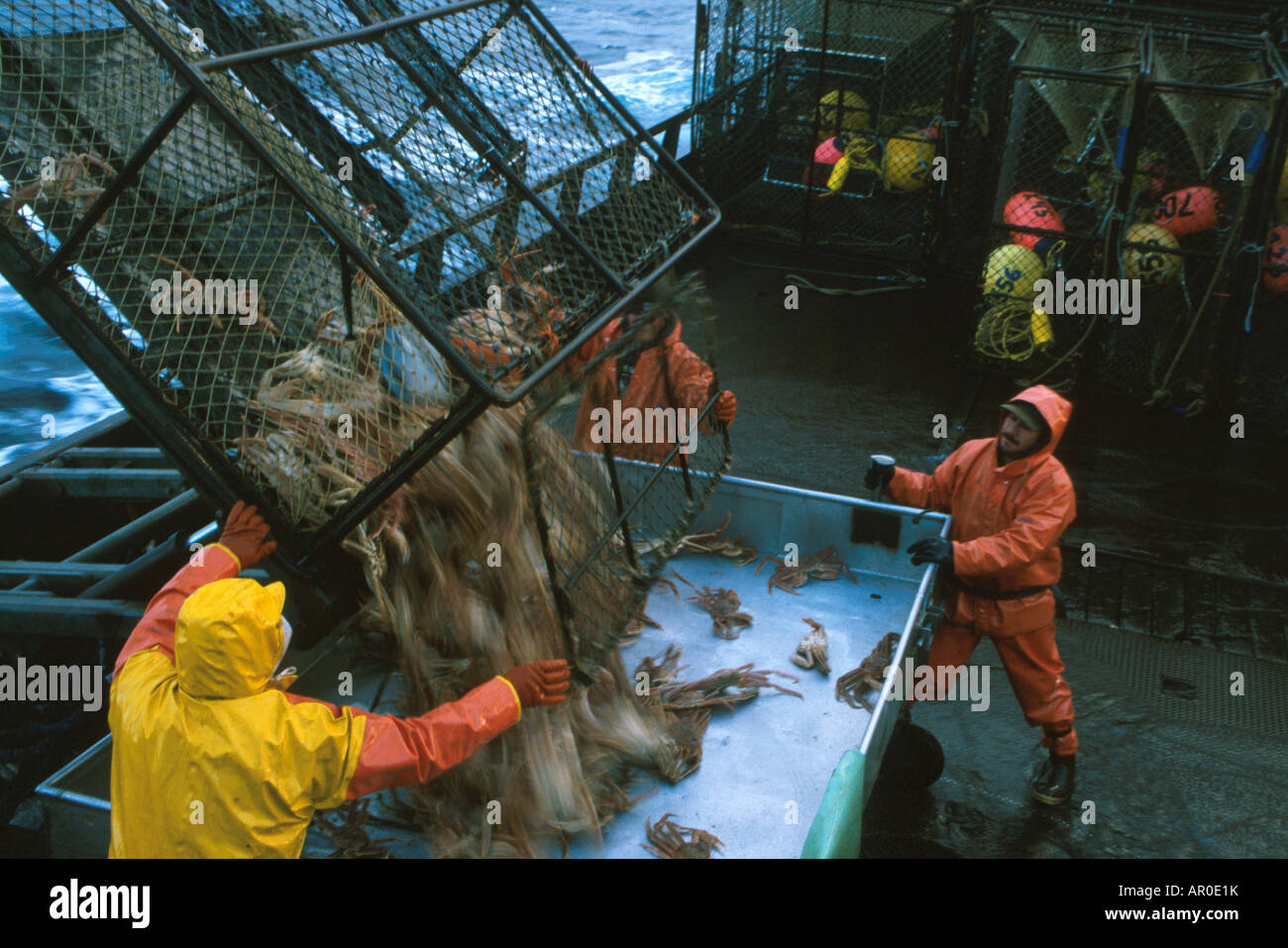 Fisherman Unloads Crab Pots on Deck Bering Sea SW AK /nOpilio Crab