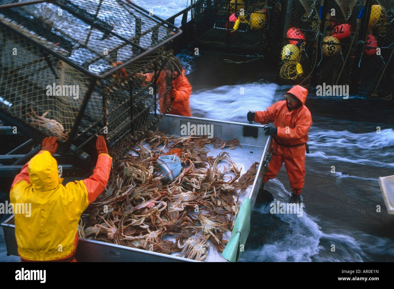 Fisherman Unloads Crab Pots on Deck Bering Sea SW AK /nOpilio Crab