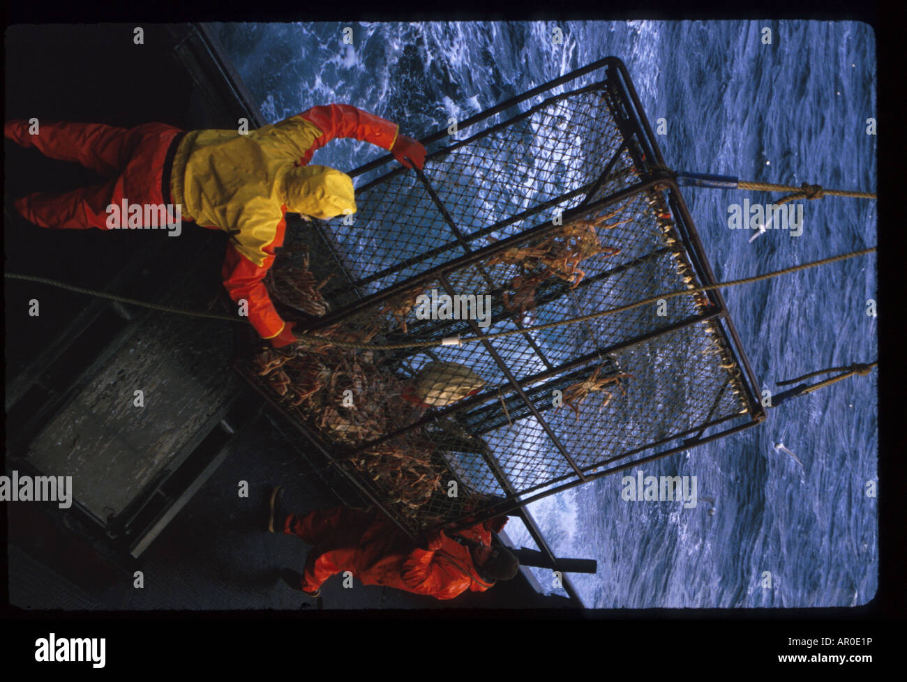 Crabbing concept hires stock photography and images Alamy
