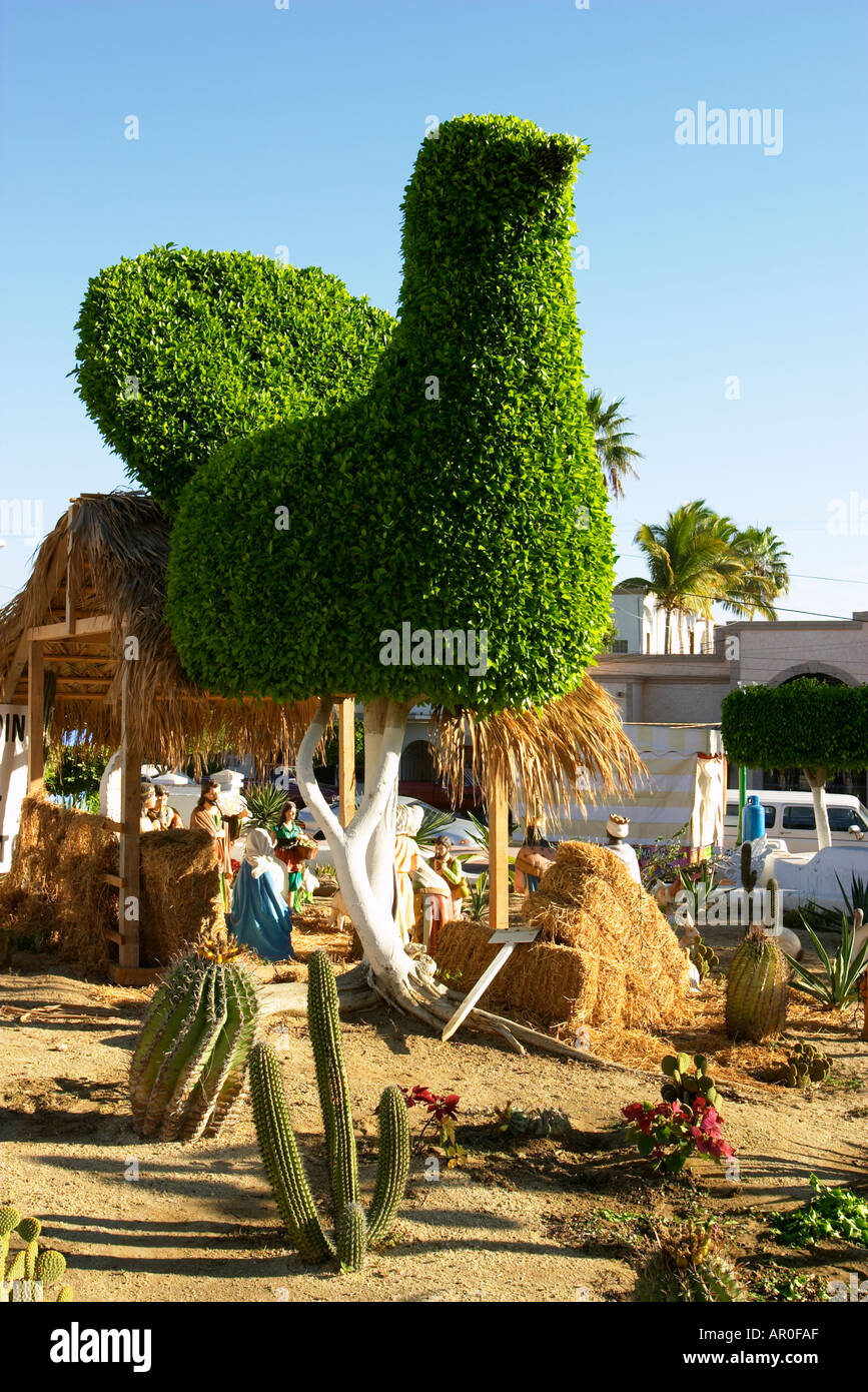Cactus in cabo san lucas hires stock photography and images Alamy