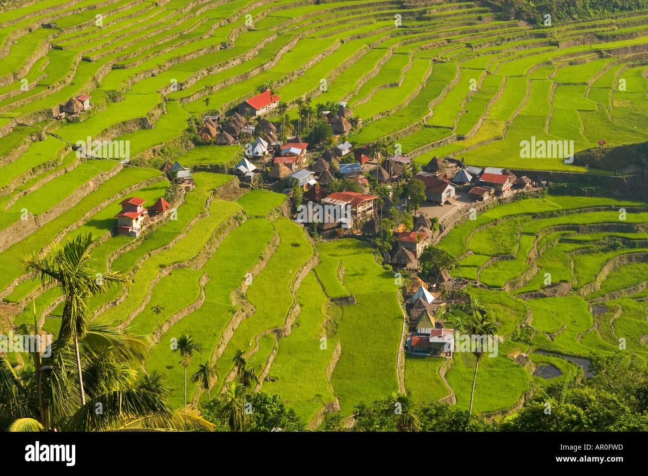The pictoresque village of Batad in the first morning light Luzon The Philippines Stock Photo