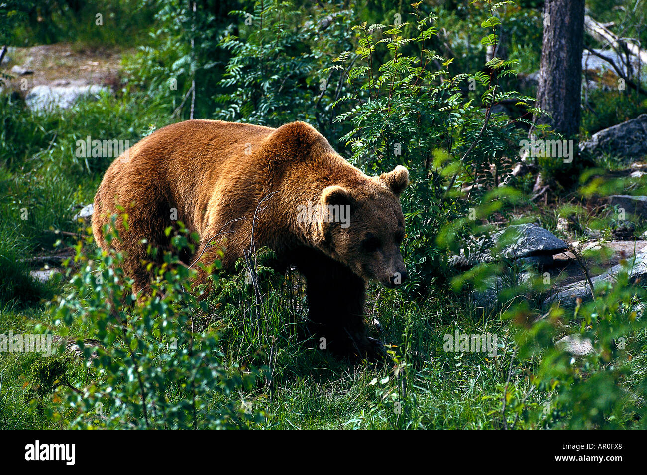 Braunbaeren, Grizzlies, Spielkampf, Ursus arctors Katmai Nationalpark, Alaska, USA Stock Photo