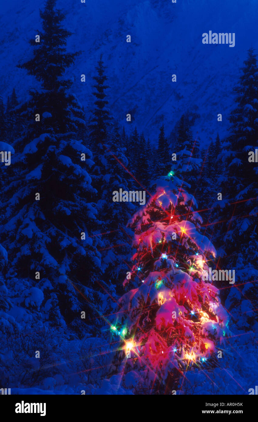 Christmas Tree with Colored Lights Anchorage SC Alaska winter scenic