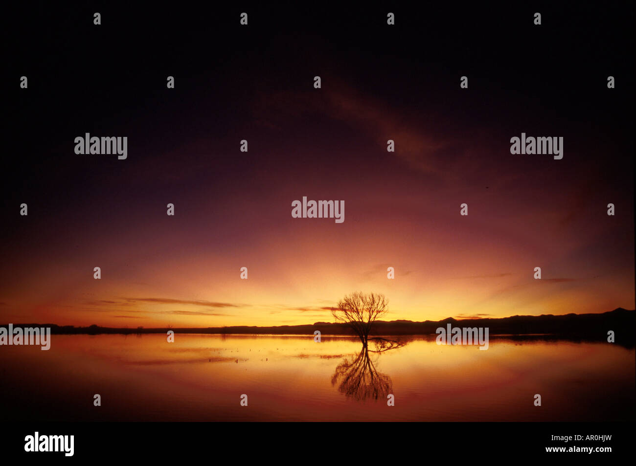 Bosque Del Apache Sunset Tree High Resolution Stock Photography and ...