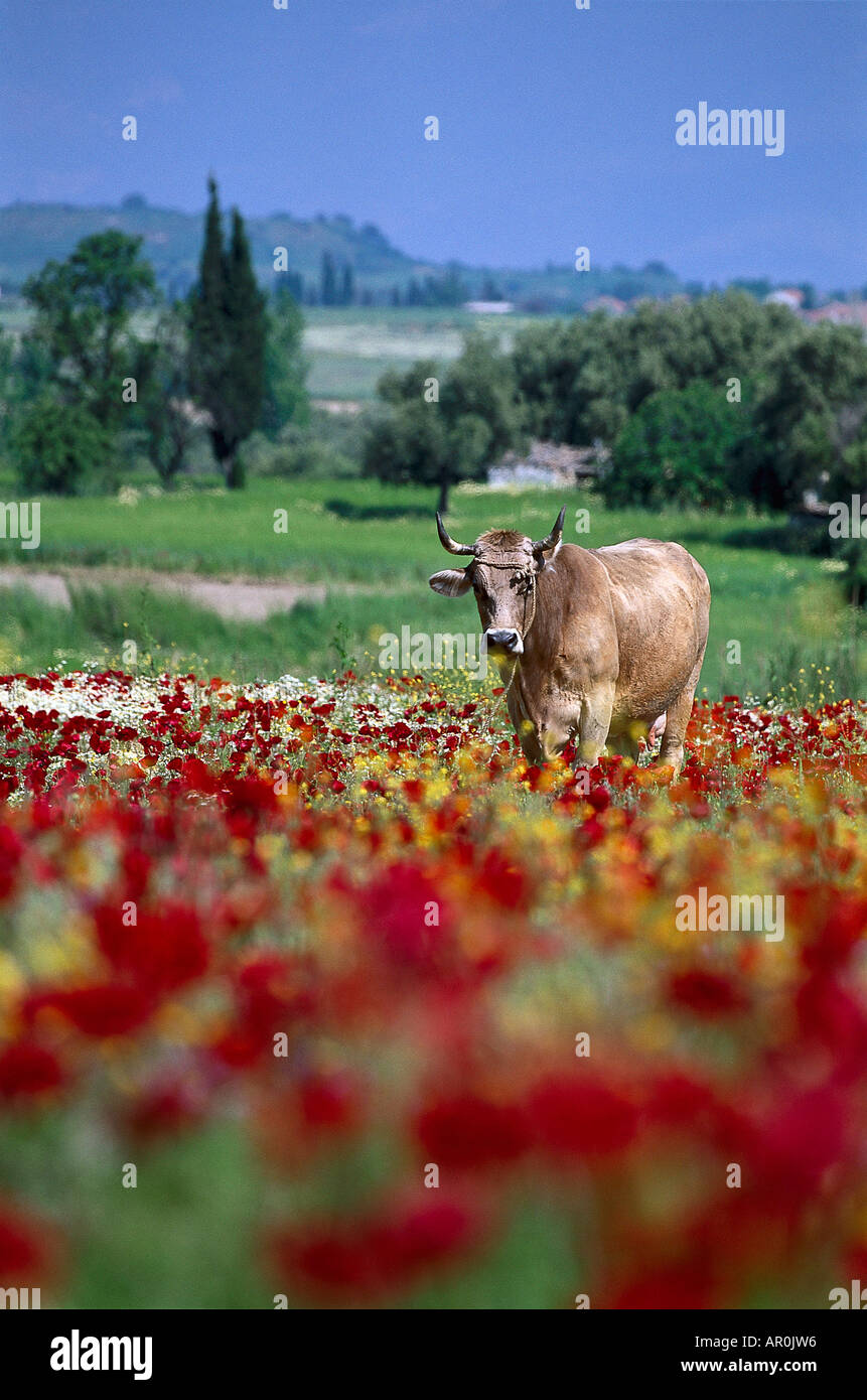 Cow on a field full of poppies, Turkey Stock Photo