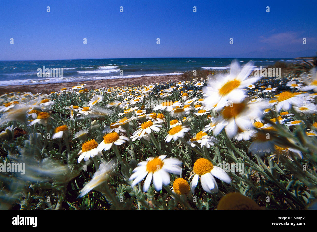 Chamomile hi-res stock photography and images - Alamy