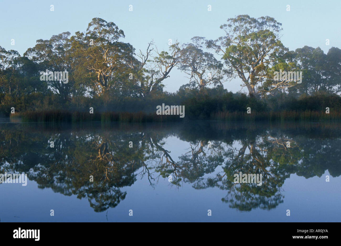 early morning reflections on Glenelg River, Grampians National Park, Victoria, Australia Stock Photo