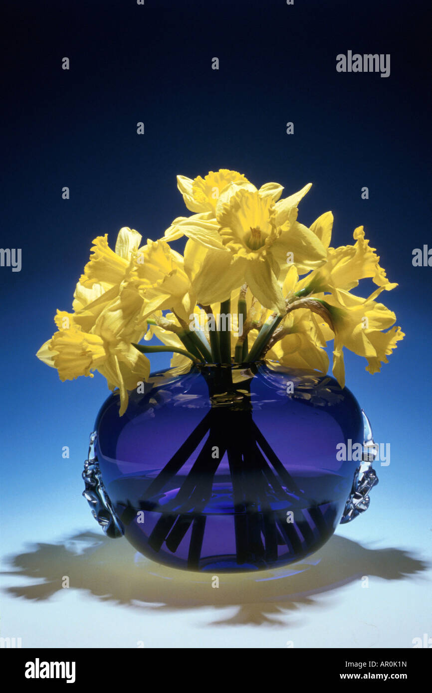 Daffodils in Blue Vase Studio Stock Photo