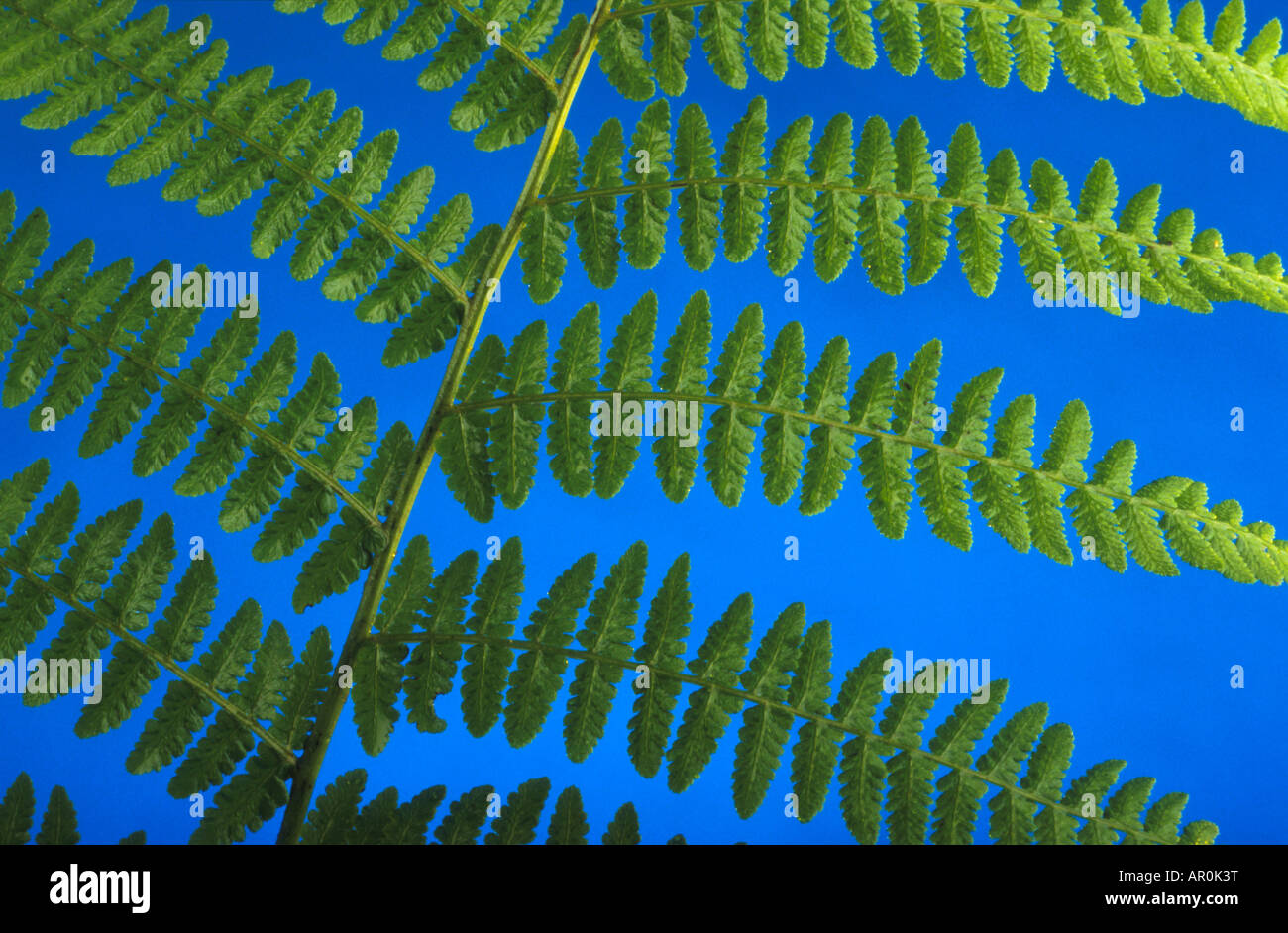 Fern characteristics hi-res stock photography and images - Alamy