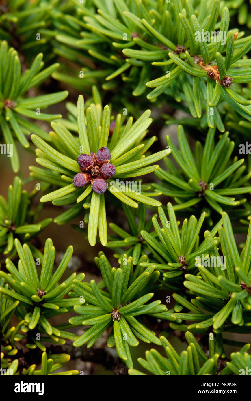 Cones on Mountain Hemlock Tree Chugach NF Spring AK/nClose-up Stock Photo