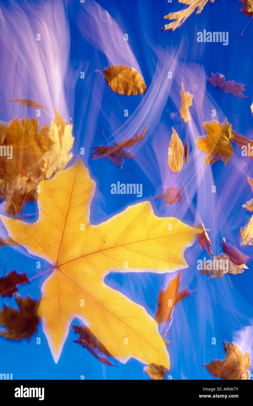 Tree Fall Effect Falling foliage effect hi-res stock photography and images - Alamy