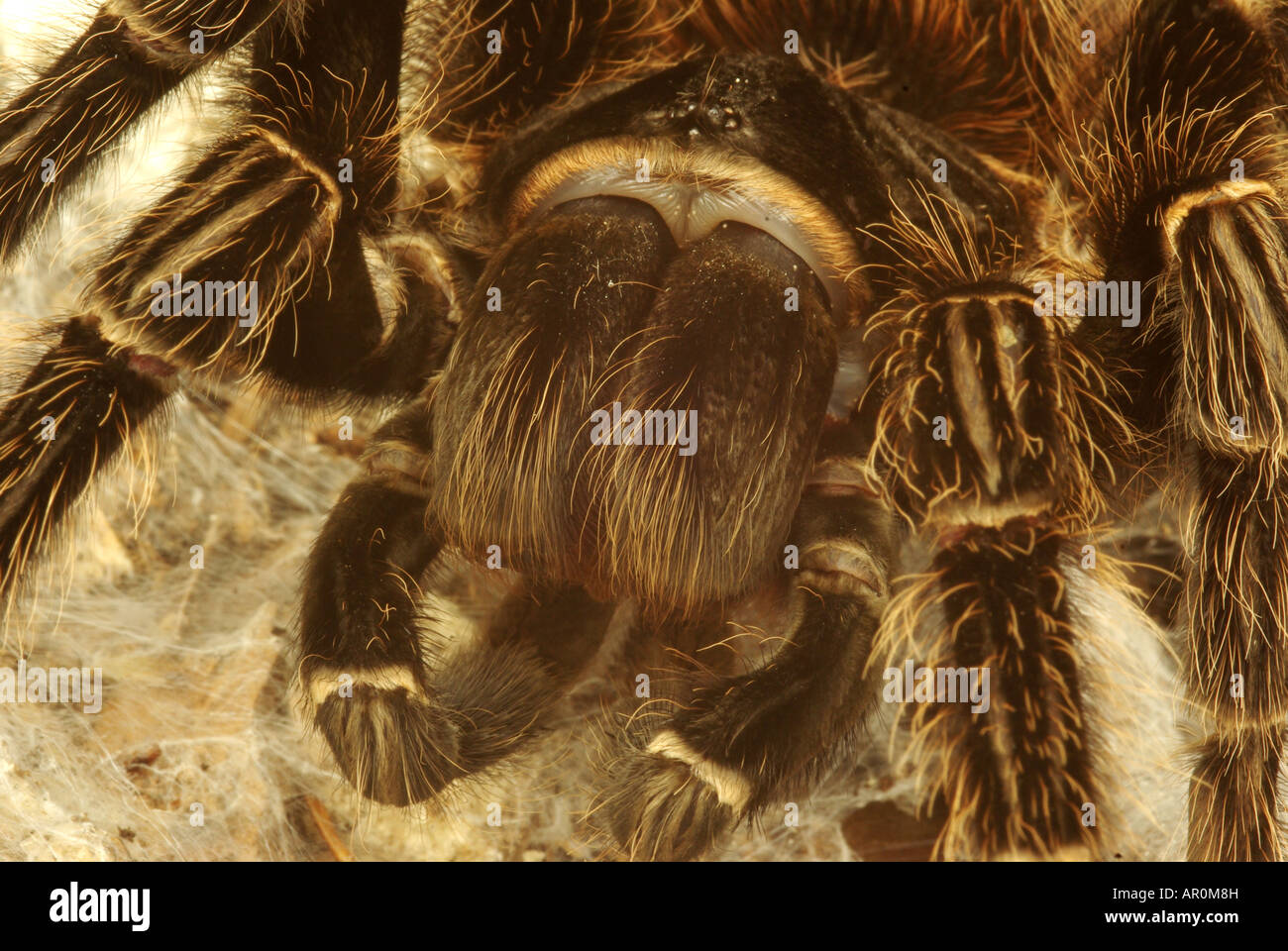 Lasiodora parahybana, a bird eating spider.. Stock Photo