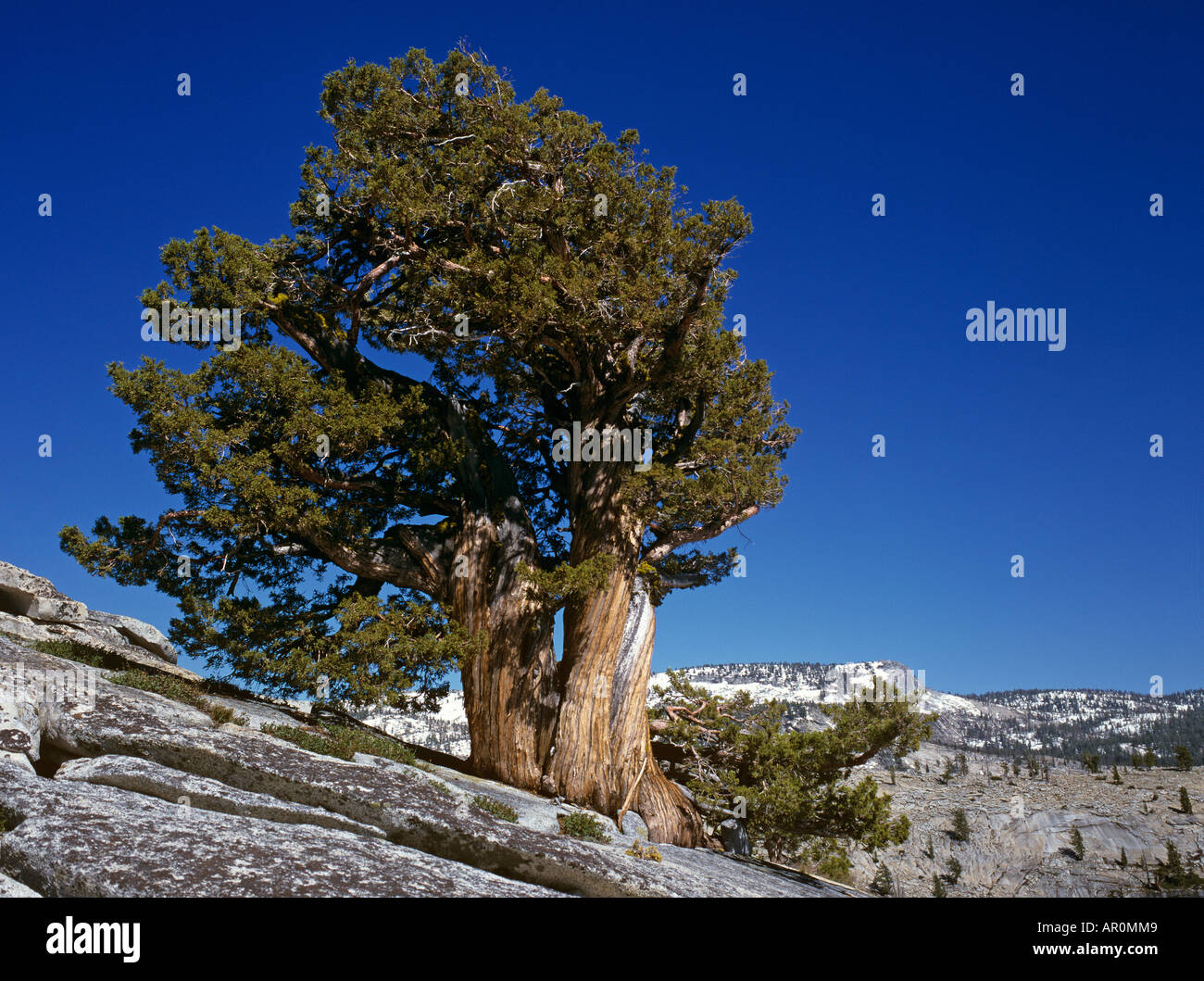 Bristlecone Pine, Olmsted Point, Yosemite NP, California, USA Stock Photo