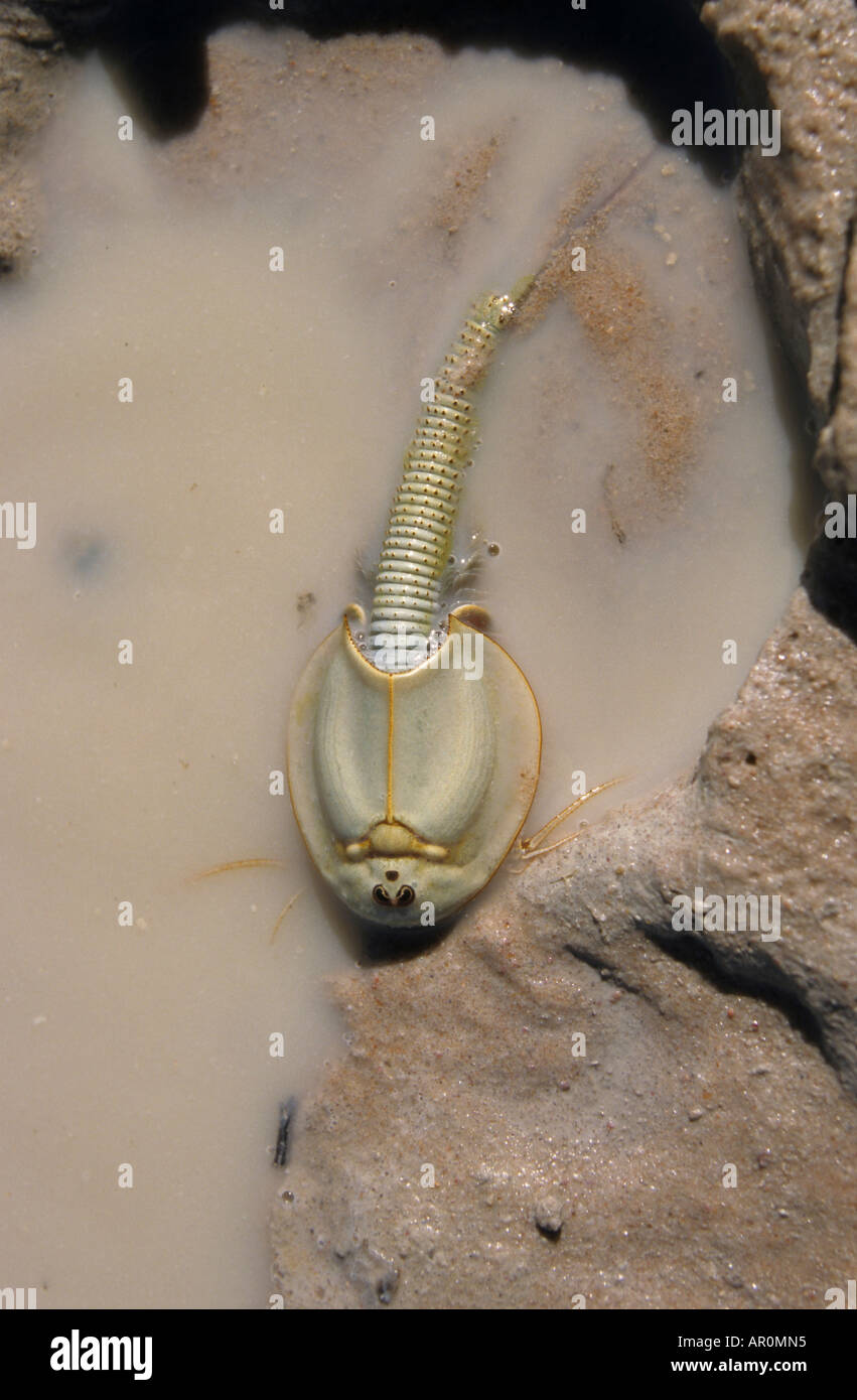 Shield shrimp, oldest living thing, desert region, Australia Stock Photo