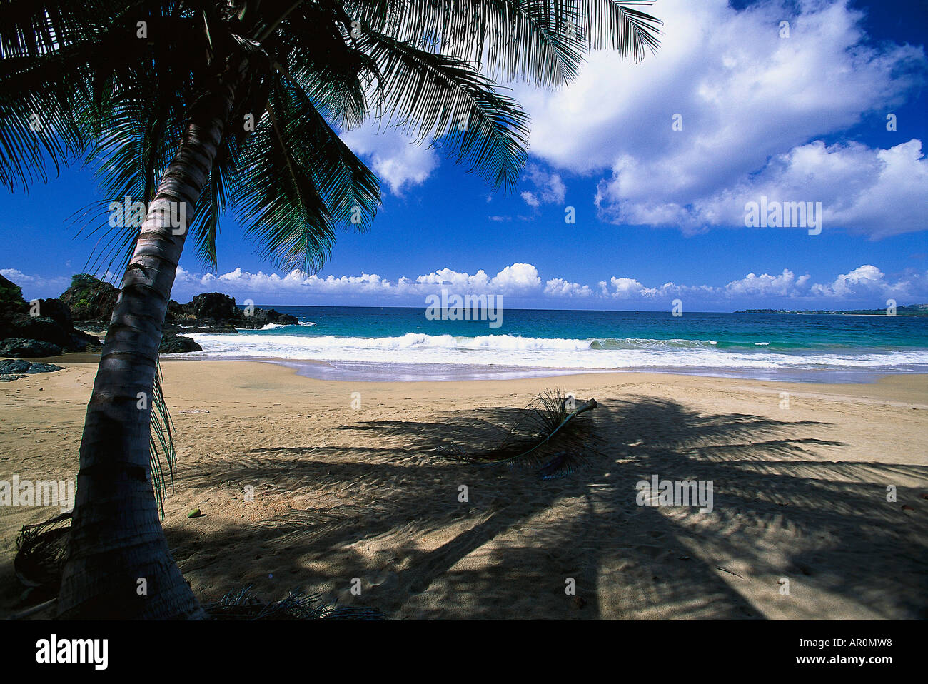 Palmenstrand, Kokospalme, Tobago West Indies, Karibik Stock Photo