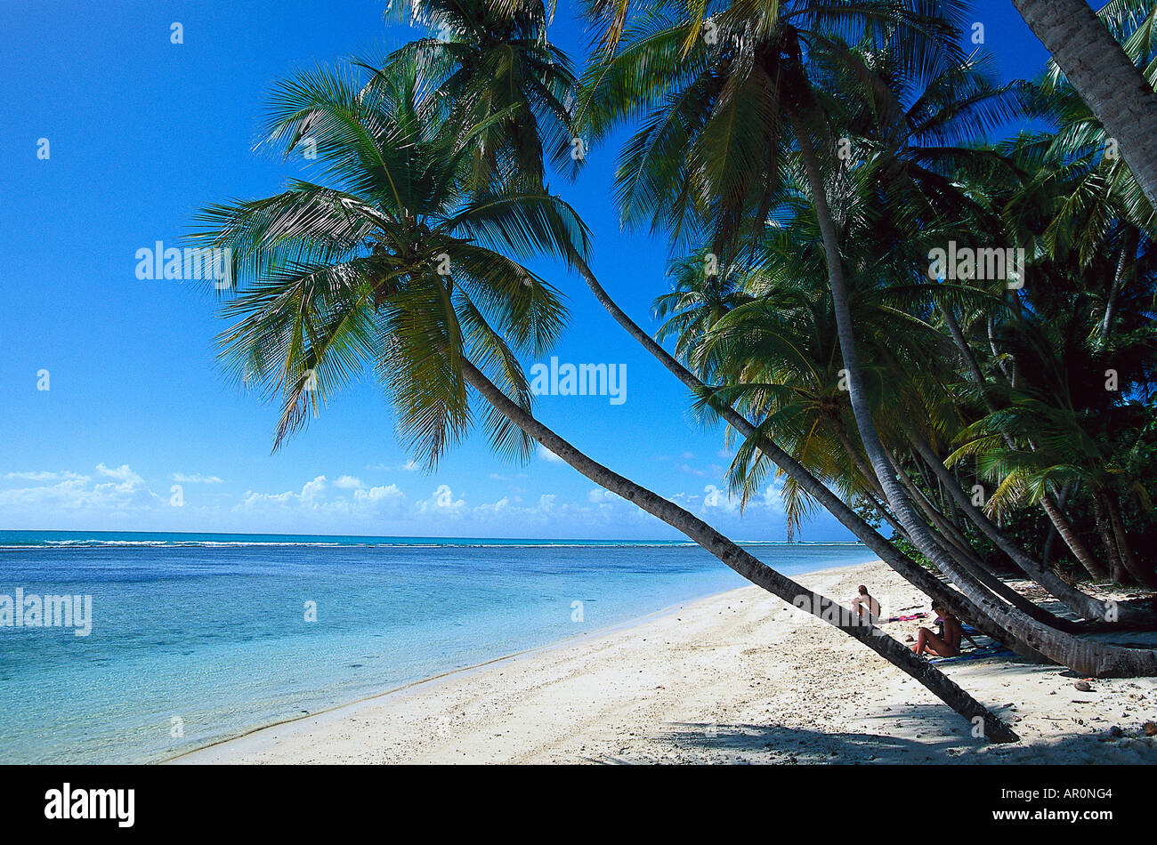 Palmenstrand, Kokospalmen, Pigeon Point Tobago, West Indies, Karibik Stock Photo