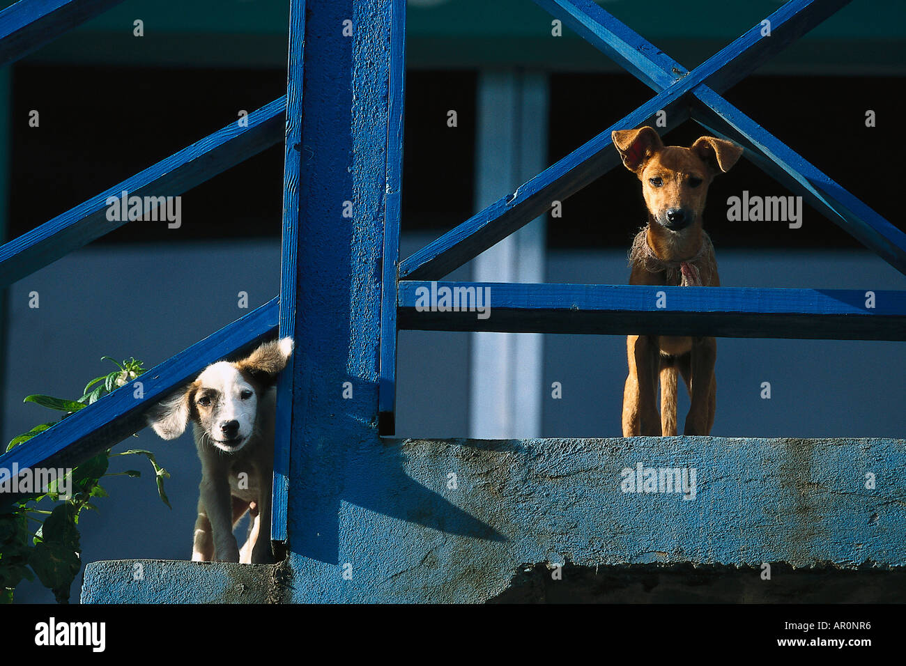 Hunde, Tobago West Indies, Karibik Stock Photo