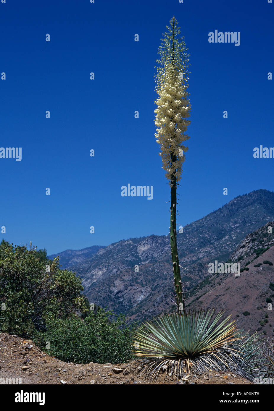 Yucca whipplei (Chaparral Yucca, Hesperoyucca whipplei), Kings Canyon National Park, California, USA Stock Photo