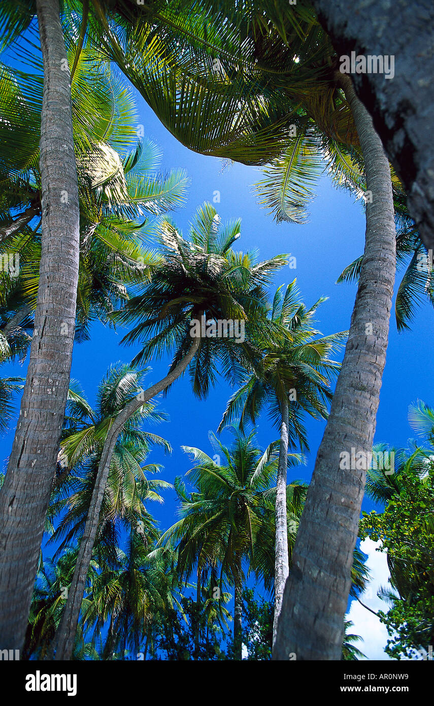 Kokospalmen, Tobago West Indies, Karibik Stock Photo