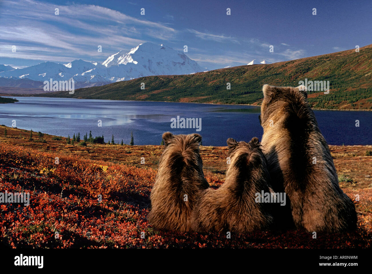 Brown Bear Family Viewing Mt.McKinley Mother w/Cubs on Tundra composite