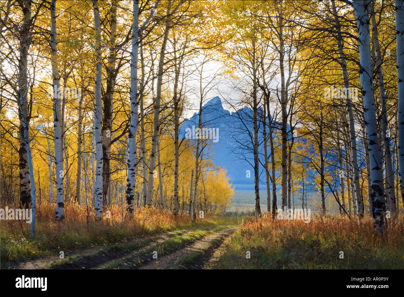 Fall colors in Bridger Teton National Forest looking at the Tetons in