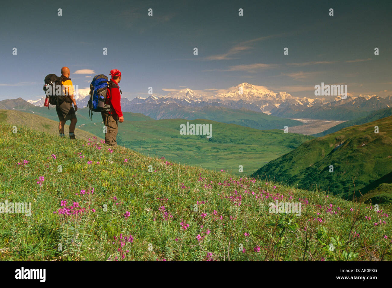Hikers on Tundra in Denali State Park SC Alaska Summer w/Mt McKinley background Stock Photo