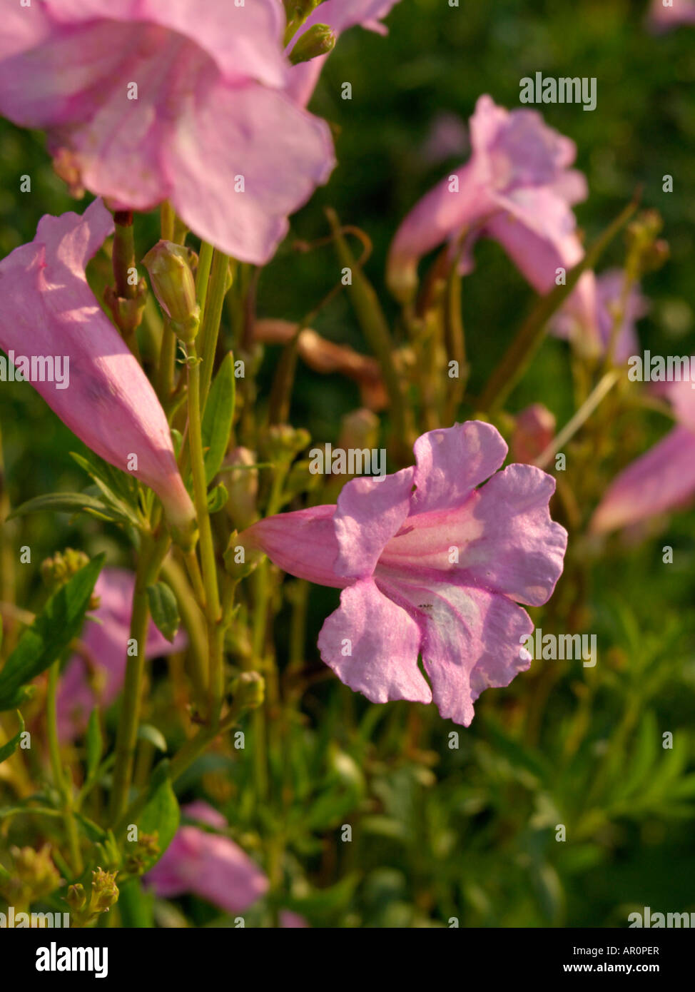 Hardy summer gloxinia (Incarvillea olgae) Stock Photo