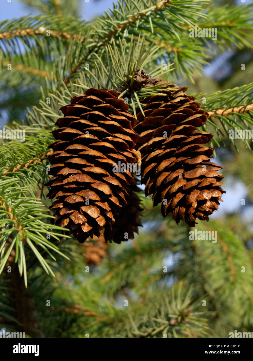 Sikkim spruce (Picea spinulosa) Stock Photo