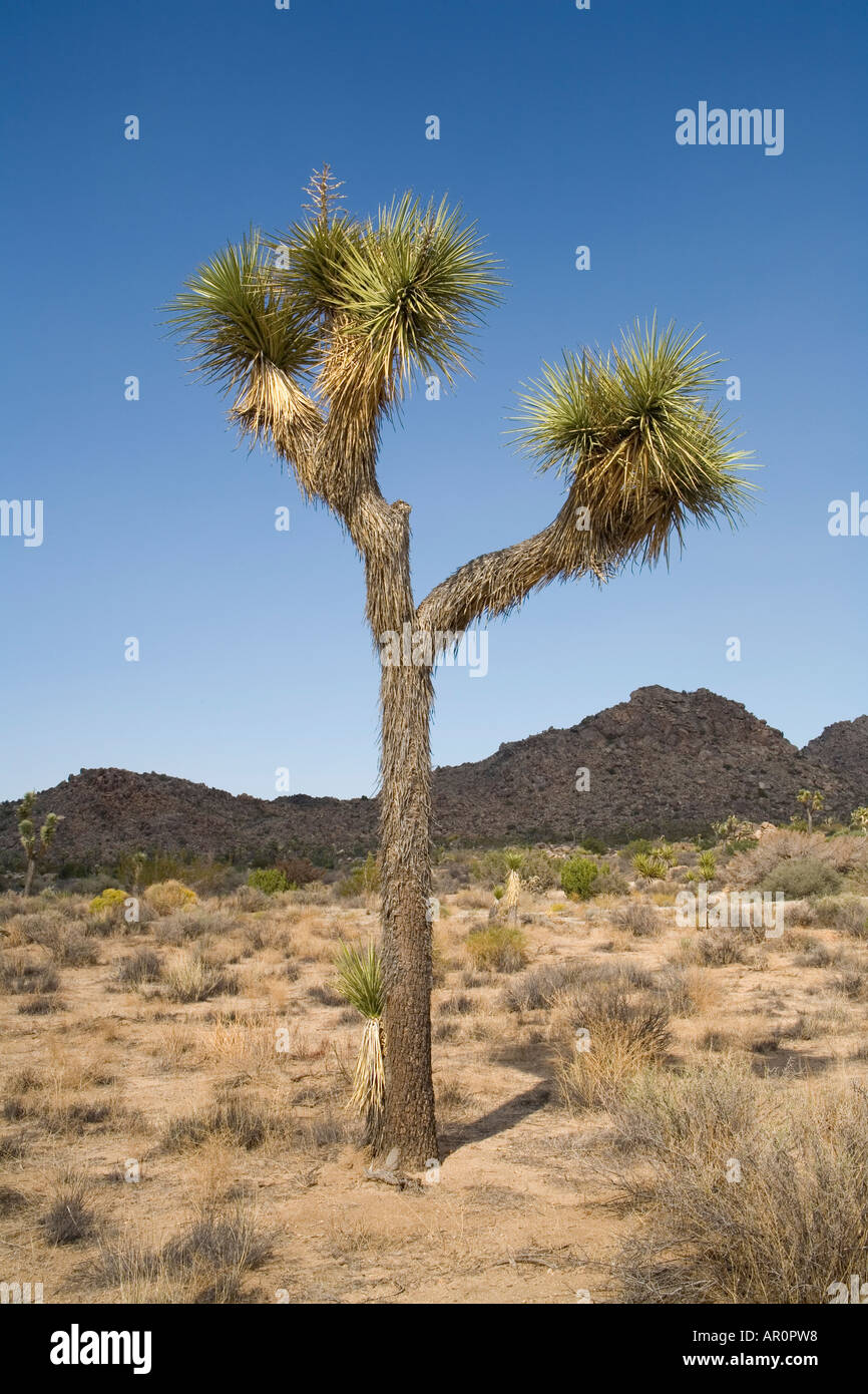 Np Tree Joshua Tree National Park (NP), Mojave Desert, California, USA Stock ...