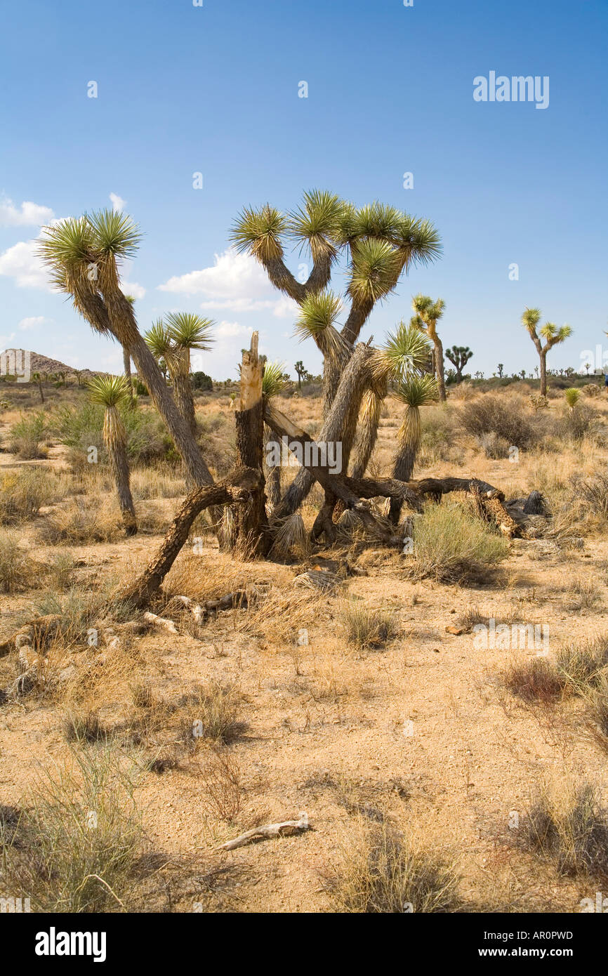 Np Tree Joshua Tree National Park (NP), Mojave Desert, California, USA Stock ...