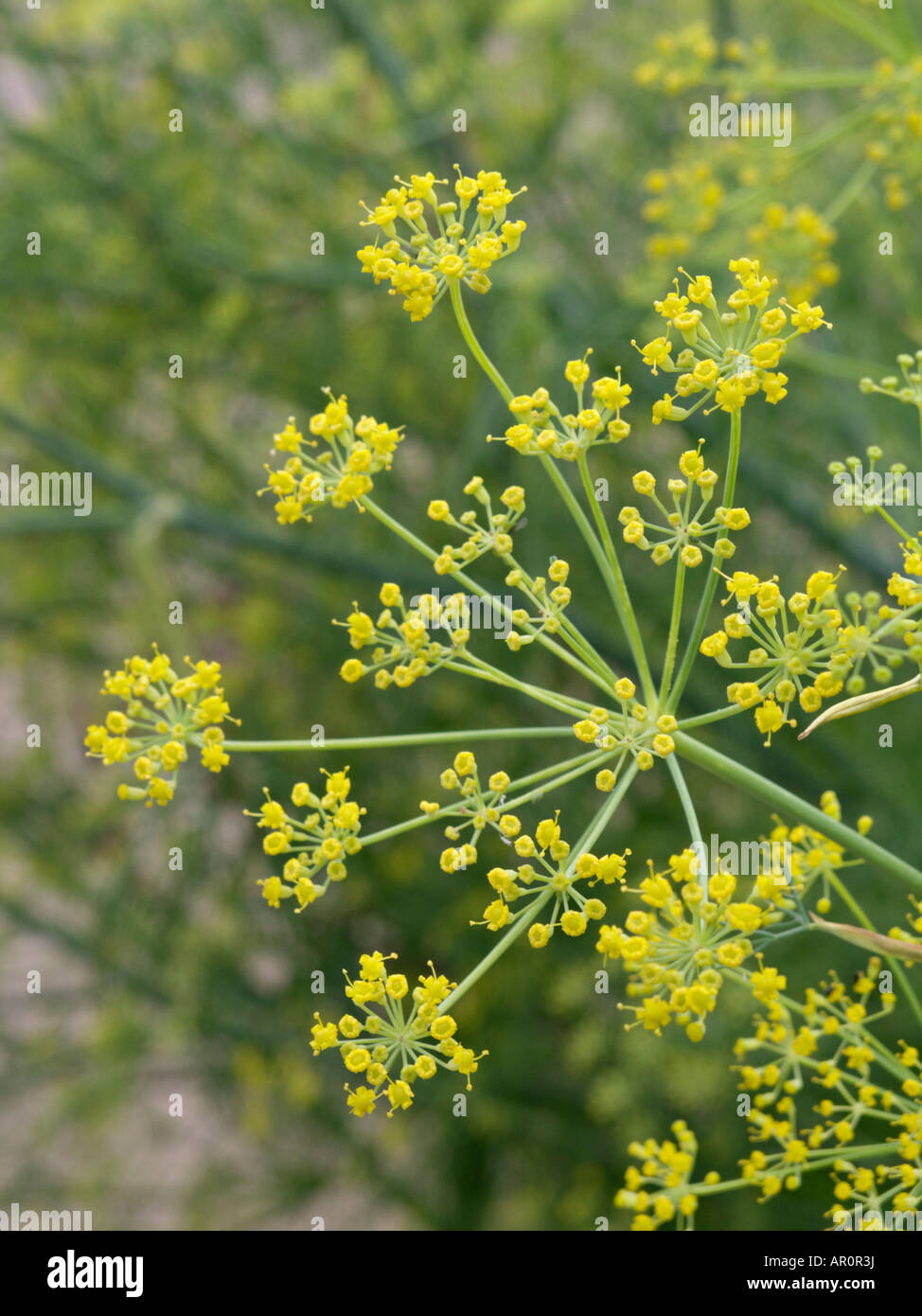 Fennel (Foeniculum vulgare Stock Photo Alamy