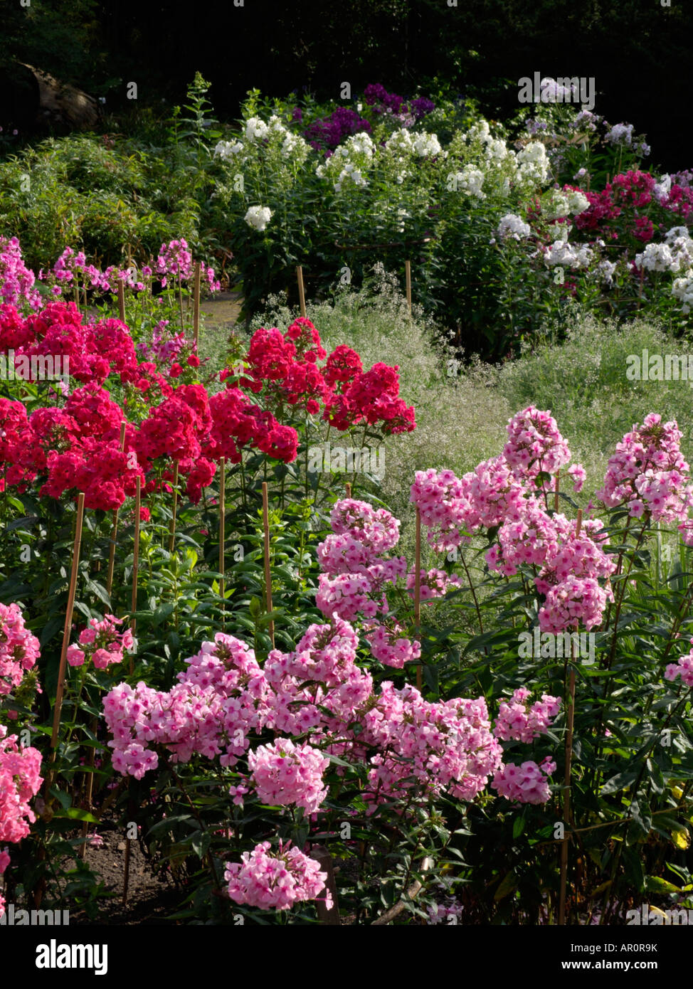 Garden phlox (Phlox paniculata Stock Photo - Alamy