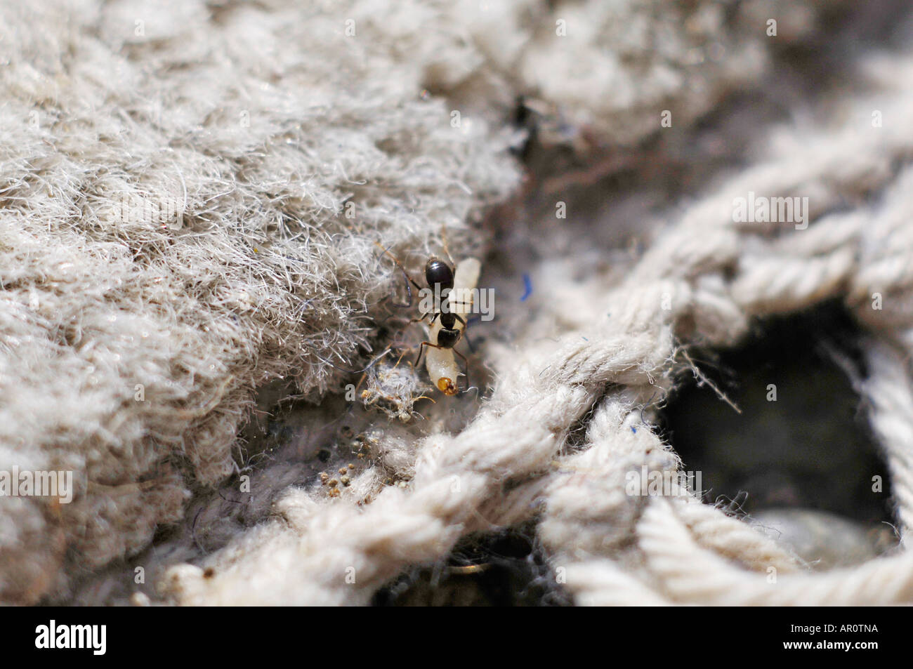 An ant is eating the larva of a clothes moth (Tineola bisselliella