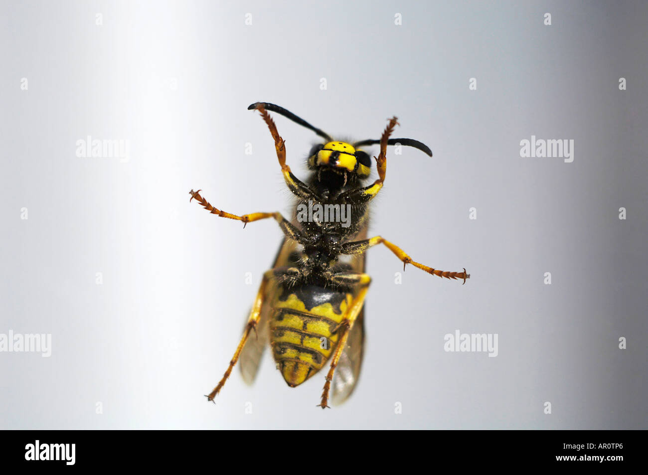 A wasp (Vespinae) viewed from below Stock Photo